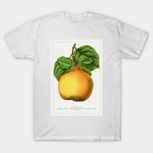 Orange Quince Lithograph (1900) T-Shirt